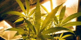 21 വയസിന് മുകളിൽ ഉള്ളവരുടെ കഞ്ചാവ് ഉപയോഗം നിയമ വിധേയമാക്കി ന്യൂയോര്ക്ക്