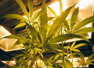 21 വയസിന് മുകളിൽ ഉള്ളവരുടെ കഞ്ചാവ് ഉപയോഗം നിയമ വിധേയമാക്കി ന്യൂയോര്ക്ക്