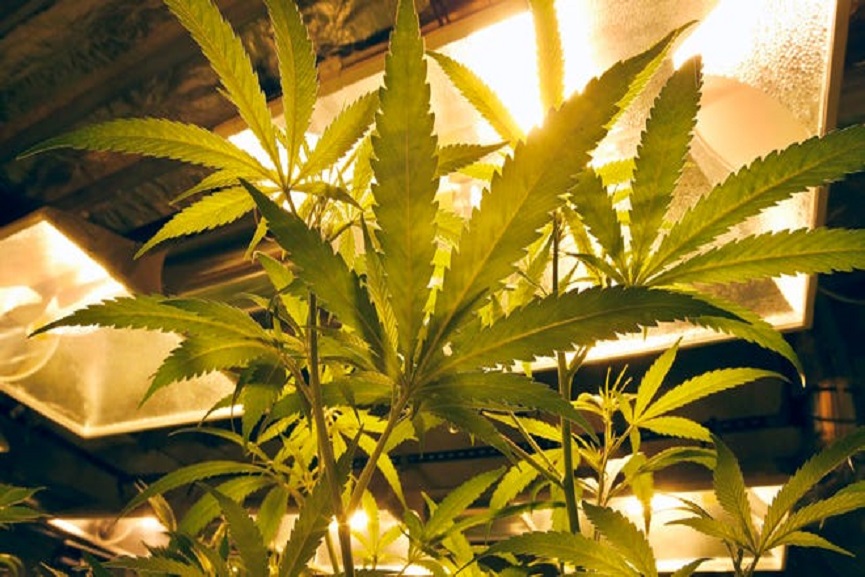 MalabarNews_marijuana