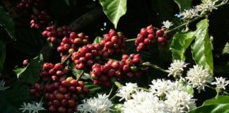 6 വർഷത്തെ താഴ്ന്ന വിലയിൽ കാപ്പി; കർഷകർ പ്രതിസന്ധിയിൽ coffee farming