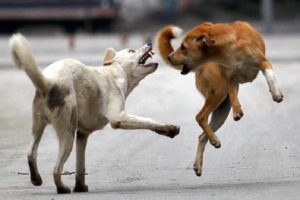 street dog attack