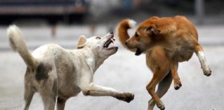 street dog attack