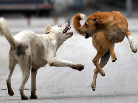 street dog attack