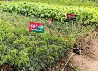 ജില്ലയിൽ 2.56 ലക്ഷം തൈകൾ വിതരണത്തിന് സജ്ജമായി nursery-plants