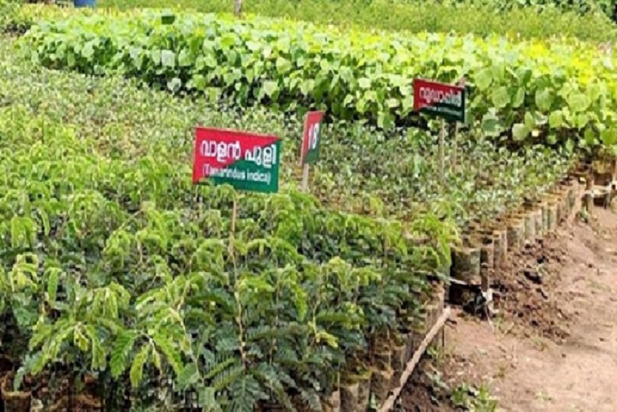 nursery-plants nursery-plants