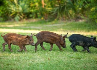 pigs