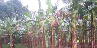 അപ്രതീക്ഷിത മഴ; നശിച്ചത് ആയിരക്കണക്കിന് വാഴകൾ