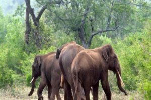 wild elephant