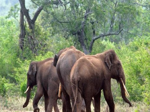 wild elephant