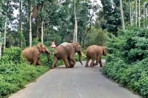 wild elephant attack