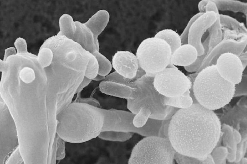 MalabarNews_white fungas