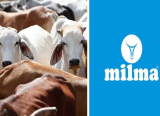 മലബാർ മേഖലയിൽ ഉച്ചക്ക് ശേഷമുള്ള പാൽ സംഭരണം ഭാഗികമായി പുനരാരംഭിക്കും; മിൽമ