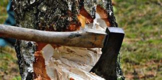 Tree robbery at Kasargod General Hospital; Vigilance conducted the inspection