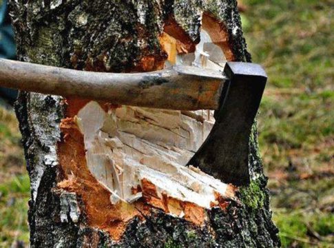 Tree robbery at Kasargod General Hospital; Vigilance conducted the inspection