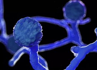 രാജ്യത്ത് ബ്ളാക്ക് ഫംഗസ് കൂടുന്നു; മൂന്നാഴ്ച കൊണ്ട് 150 ശതമാനം വർധനവ് Diabetic patients should be careful; Increase in 'black fungus' cases