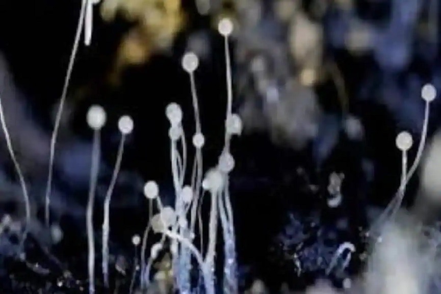 black_fungus_kerala