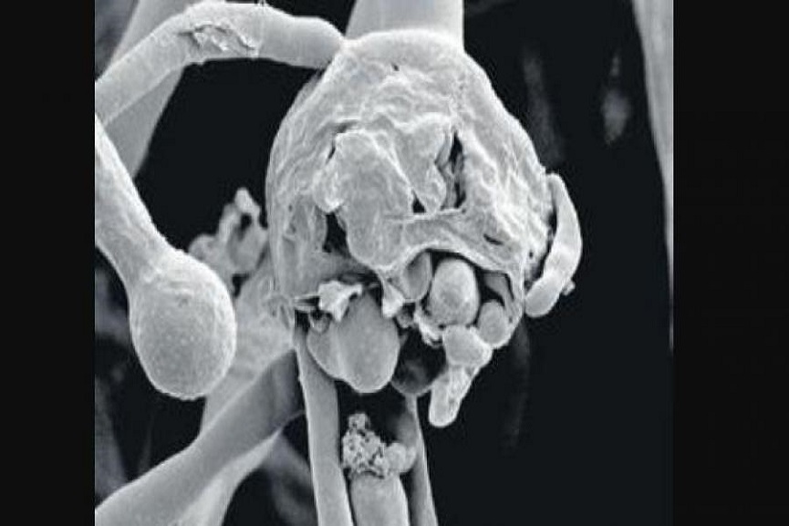 Black_fungus Black_fungus