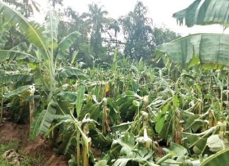 കൃഷിനാശം രൂക്ഷം; കൃഷിഭവനുകൾ തുറക്കുന്നില്ല, കർഷകർ പ്രതിസന്ധിയിൽ farming issues