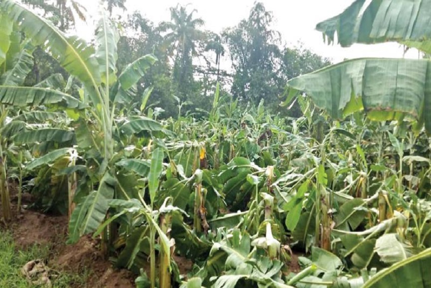 farming issues farming issues