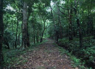 kelakam forest