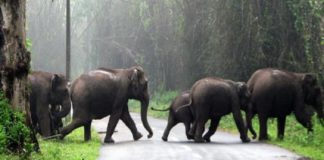 പേമാരിക്കിടെ കാട്ടാന ഭീതി; മലയോര കർഷകർ ദുരിതത്തിൽ