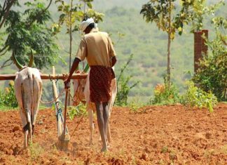 കൃഷിനാശം; കർഷകർക്ക് നഷ്ട പരിഹാരത്തിനായി ഓൺലൈൻ അപേക്ഷ സമർപ്പിക്കാം