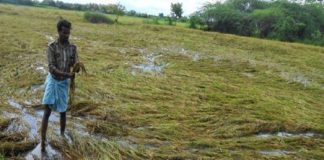 വെള്ളക്കെട്ട് രൂക്ഷമായി; പൊന്നാനിയിൽ 4 കോടിയുടെ നെല്ല് പാടത്ത് ഉപേക്ഷിച്ചു