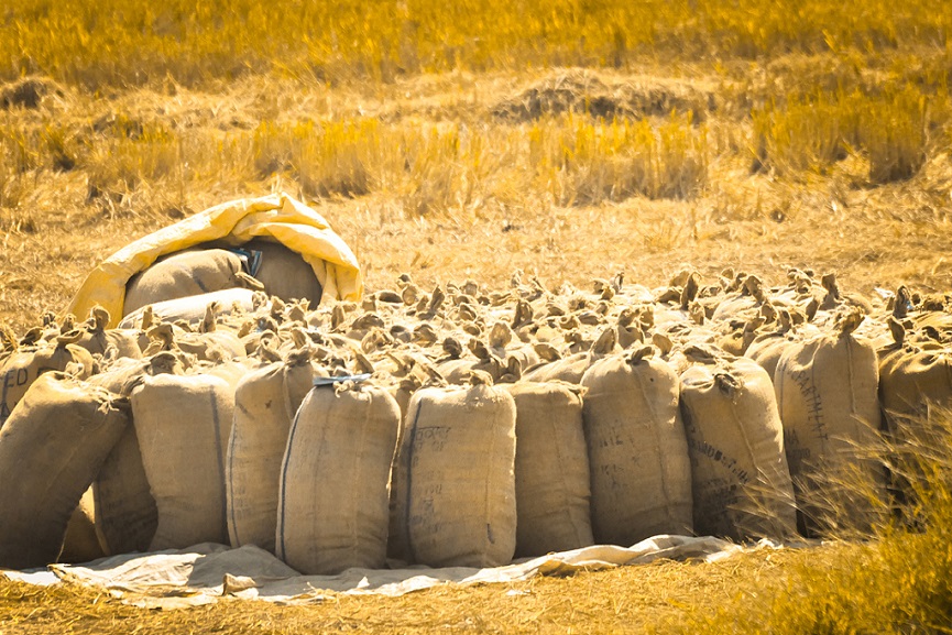 paddy collection palakkad-paddy