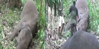 elephants-died