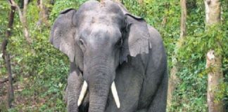 elephant