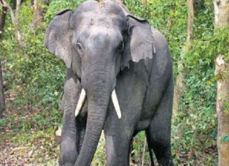 elephant