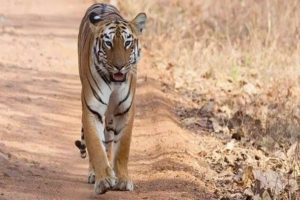 tiger killed girl