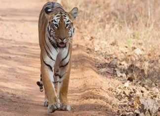 tiger killed girl
