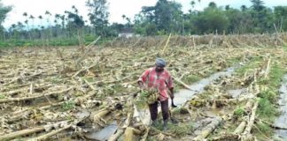 വേനൽമഴയും കാറ്റും കനക്കുന്നു; ജില്ലയിൽ വ്യാപക കൃഷിനാശം wayanad news