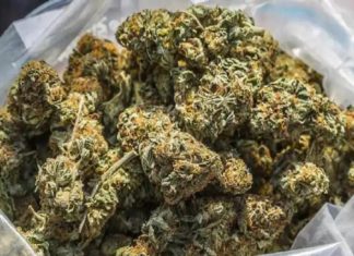 cannabis seized