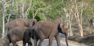 റാണിപുരം റോഡിൽ കാട്ടാന ശല്യം പതിവാകുന്നു; രാത്രിയാത്ര ഒഴിവാക്കാൻ നിർദ്ദേശം