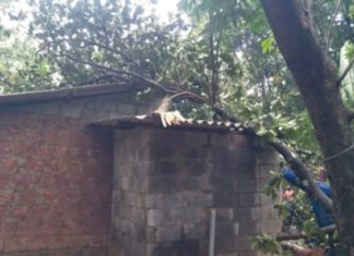 മലയോരത്ത് വേനല് മഴയില് വ്യാപക നാശനഷ്ടം rain_kannur