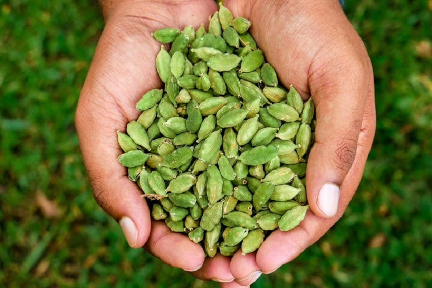 cardamon-kerala cardamon-kerala