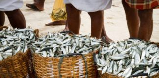 ജയിൽ ചപ്പാത്തിക്കും, ബിരിയാണിക്കും പിന്നാലെ ജയിൽ മൽസ്യം; വിൽപന തുടങ്ങി fish selling