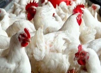 കേരളത്തിൽ നിന്നുള്ള കോഴി ഇറക്കുമതിക്ക് നിരോധനം ഏർപ്പെടുത്തി ഒമാൻ Oman Ban Chicken From Kerala