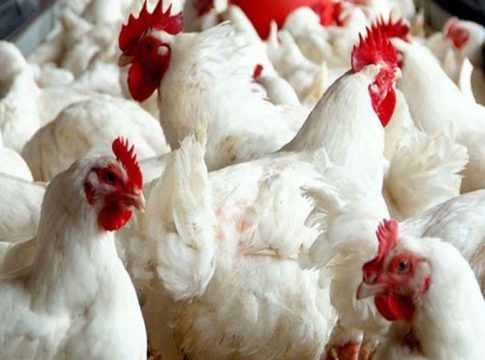 Oman Ban Chicken From Kerala