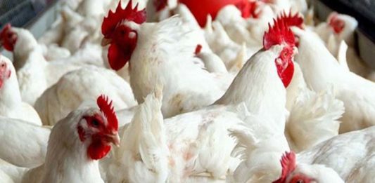 Oman Ban Chicken From Kerala