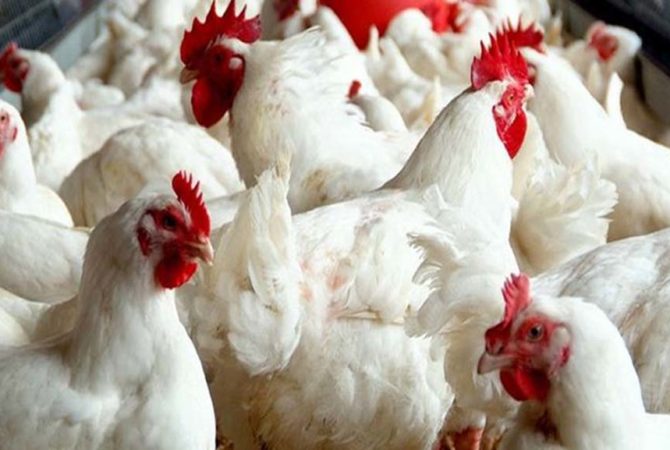 കേരളത്തിൽ നിന്നുള്ള കോഴി ഇറക്കുമതിക്ക് നിരോധനം ഏർപ്പെടുത്തി ഒമാൻ Oman Ban Chicken From Kerala