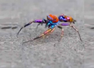 ദേഹത്ത് 50 വർണങ്ങൾ; അൽഭുതമായി ഒരു ചിലന്തി