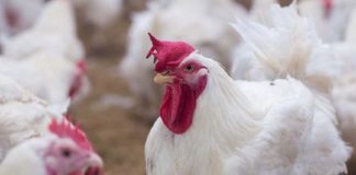 ഇരിട്ടിയിൽ 150ഓളം കോഴികൾ ചത്ത നിലയിൽ; പിന്നിൽ അജ്ഞാത ജീവിയെന്ന് പരാതി hens