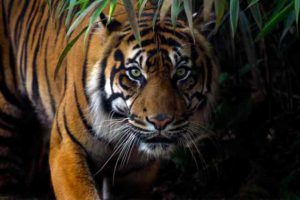 tiger-malappuram