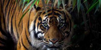 tiger-wayanad