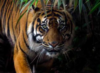 tiger-malappuram