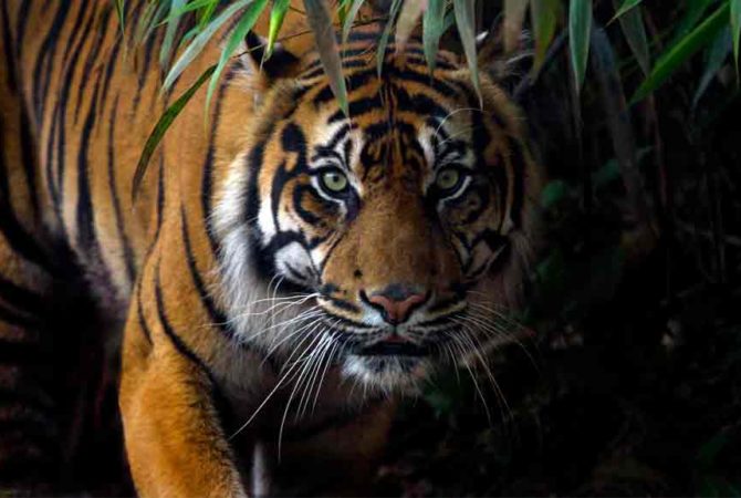 tiger-malappuram