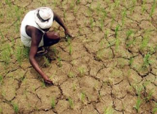 ആവശ്യത്തിന് മഴയില്ല; ജില്ലയിൽ കർഷകർ പ്രതിസന്ധിയിൽ Shortage Of rain